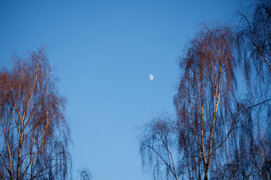 A serene view of a half moon set against a clear blue sky, framed by the branches of bare trees. The image captures the tranquility of an afternoon with soft natural light.