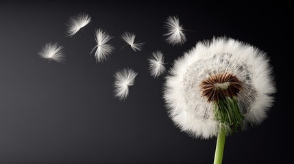 Close up of a dandelion with its seeds flying away. Concept of freedom and the fleeting nature of life
