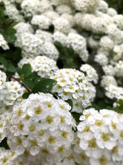 Beautiful white flowers blooming in a lush garden setting