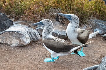 Galapagos Blue-footed Boobies on Suarez Point, Espanola Island