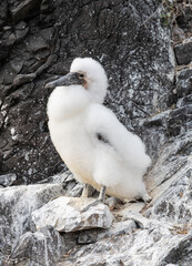 Nazca Booby Fluffy Chick on Espanola Island, Galapagos