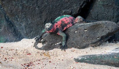 Galapagos Marine Iguana Sitting on a Rock, Suarez Point