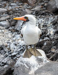 Nazca Booby standing on rock, Suarez Point, Espanola Island, Galapagos