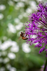 A honeybee diligently collects nectar from a vivid purple allium flower, showcasing pollination.