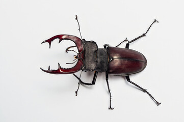 Stunning macro photograph of a stag beetle showcasing its impressive features, isolated on white.