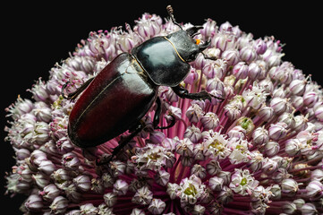 A striking macro photograph featuring a stag beetle perched on a blooming purple allium.