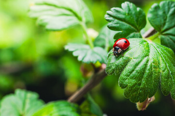 A striking macro photograph of a ladybug resting on a green leaf, in bright sunlight.