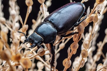A striking macro image of a black beetle resting on dried plant stems.