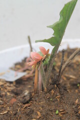 Gerbera flower buds in white pot

