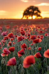 Breathtaking Field of Red Poppies at Sunset with Majestic Tree Silhouette in Warm Golden Hues
