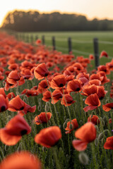 Vibrant Field of Red Poppies at Golden Hour Surrounded by Lush Green Landscape