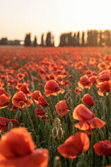 Beautiful Sunset Over a Vibrant Field of Poppies in Fiery Orange Hues