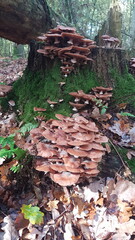 autumn in the forest