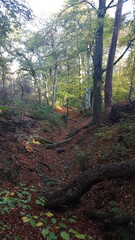 morning in the forest