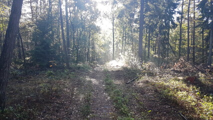 morning in the forest