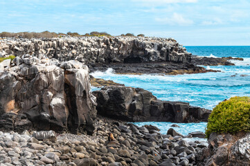 Galapagos Cliff Side with Breeding Sea Birds on Suarez Point, Espanola Island