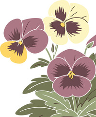 vector illustration of Pansy flowers on White 