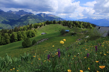 prairies alpestres avec fleurs de montagne,  et chalets d'alpage au printemps, en montagne, sur le plateau de Plaine Joux , situé dans le Chablais, en Haute Savoie