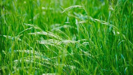 Close-Up of Wild Untamed Long Grass – Natural Green Texture in Summer Light.