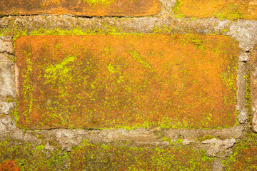 Realistic Weathered Clay Red Brick Wall Texture with Moss and Fungi. Ideal for Creative Project or Design.