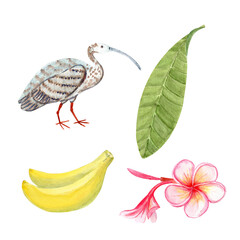 Pink plumeria flowers, bud, leaf, ibis bird, bananas watercolor set. Hand painted for spa branding, tropical packaging, summer wedding decor, textile design, greeting cards, botanical illustrations
