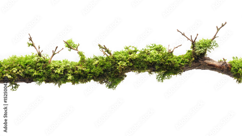 Poster moss covered branch isolated on transparent background