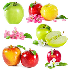 Set of shiny juicy colorful apples with apple blossoms and leaves isolated on white.