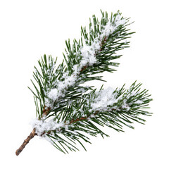 Snow covered pine branch isolated on transparent background