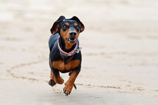 Cute adult dachshund or wiener dog hopping on the beach. Happy and healthy badger or sausage dog having fun on sand. Front view of a short-legged dog jumping in the air. Space for text.