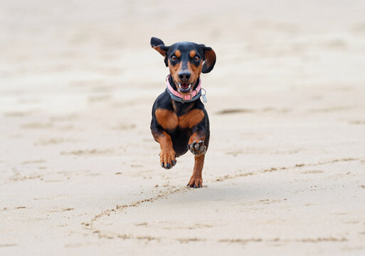 Cute adult dachshund or wiener dog hopping on the beach. Happy and healthy badger or sausage dog having fun on sand. Front view of a short-legged dog jumping in the air. Space for text.