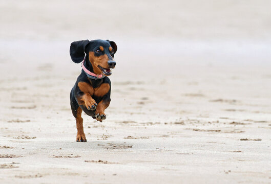 Cute adult dachshund or wiener dog hopping on the beach. Happy and healthy badger or sausage dog having fun on sand. Front view of a short-legged dog jumping in the air. Space for text.