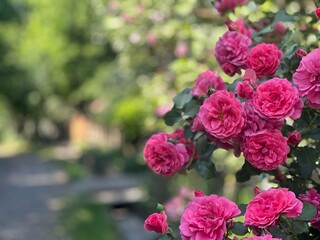 Summer's Bloom: A Close-up of a Pink Rose Bush in a Sunlit Garden