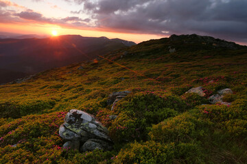 panoramic scene, wonderful blooming season, plantation summer red pink rhododendrons flowers on the...