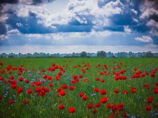 Red poppies and cornflowers under storm clouds – wildflower meadow before rain

