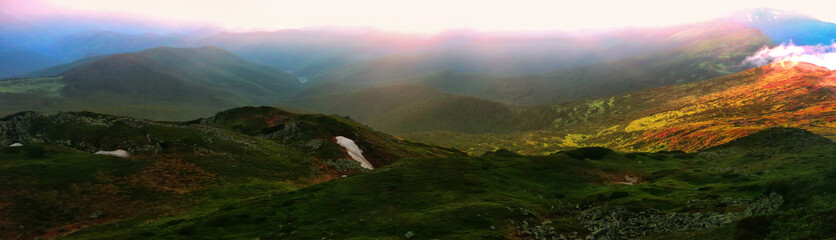 panoramic scene, wonderful blooming season, plantation summer red pink rhododendrons flowers on the...
