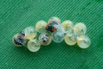 Newly hatched small wasp on the banana leaf seen from the top