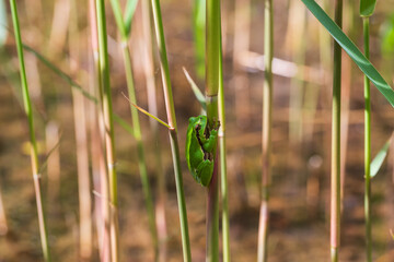 Hyla arborea - Green tree frog on a stalk. The background is green. The photo has a nice bokeh....