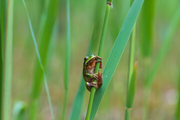 Hyla arborea - Green tree frog on a stalk. The background is green. The photo has a nice bokeh. Wild photo
