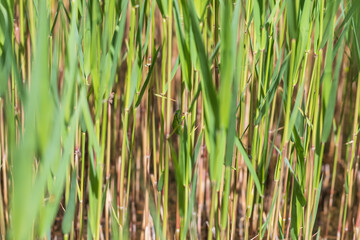 Hyla arborea - Green tree frog on a stalk. The background is green. The photo has a nice bokeh. Wild photo