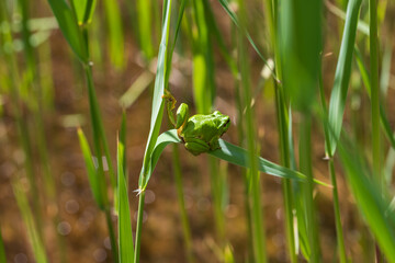Hyla arborea - Green tree frog on a stalk. The background is green. The photo has a nice bokeh....