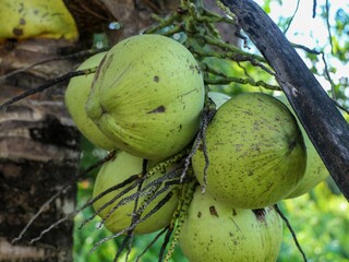Close up of coconut hanging on tree with natural blur background