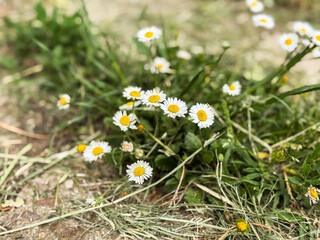 Wild daisies growing naturally on the ground. Nature in bloom during a sunny spring day.