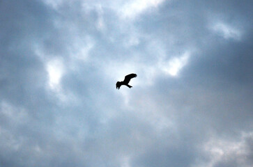 Hawk eagle bird spread wings flying on sky with cloud scape at Sangkhla Buri city in Kanchanaburi, Thailand