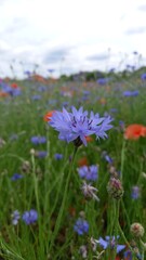 flowers in the field