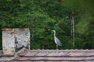 Dziki ptak czapla siwa siedzący obok komina, na szczycie dwuspadzistego dachu z dachówki. Z lewej strony znajduje si komin. W tle zielone licie drzew.