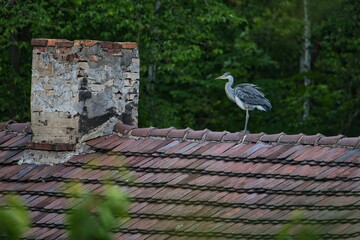 Dziki ptak czapla siwa siedzący obok komina, na szczycie dwuspadzistego dachu z dachówki. Z lewej strony znajduje si komin. W tle zielone licie drzew.