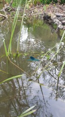 River Jewel on Driftwood - Calopteryx splendens