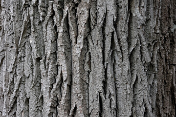 Close Up Background Texture Of Old, Grey Tree Bark With Deep Vertical Furrows And Cracks. Natural Wood Surface.