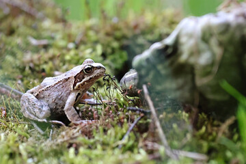Side View Of A Common Brown Frog Sitting Alertly On A Bed Of Green Moss In A Forest. Blurred Background Elements.