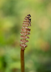 Edible wild plant horsetail